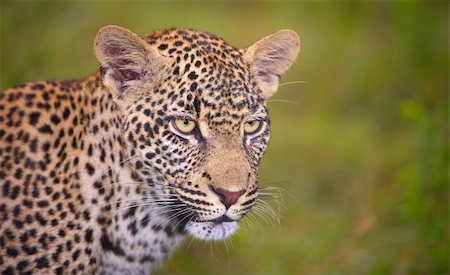 simsearch:400-04295912,k - Leopard (Panthera pardus) standing in savannah in nature reserve in South Africa Foto de stock - Super Valor sin royalties y Suscripción, Código: 400-04295795