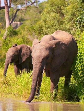 simsearch:400-04378419,k - Two elephants walking to the water in savanna in the nature reserve in South Africa Photographie de stock - Aubaine LD & Abonnement, Code: 400-04295796