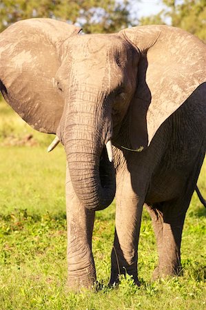 elephant eat leaf - Large elephant bull eating in the nature reserve in South Africa Stock Photo - Budget Royalty-Free & Subscription, Code: 400-04295797