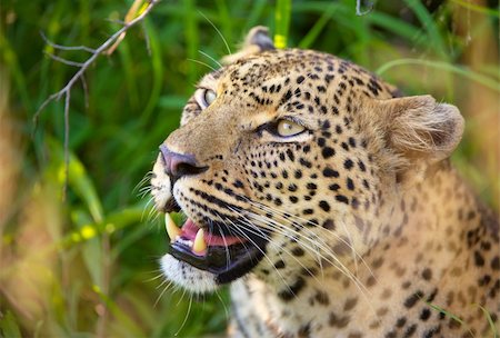 picture of cat sitting on plant - Leopard (Panthera pardus) resting in savannah in nature reserve in South Africa Stock Photo - Budget Royalty-Free & Subscription, Code: 400-04295793