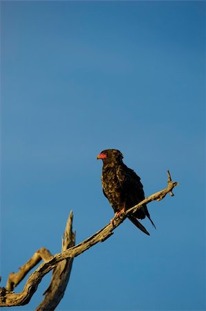 Bateleur eagle (Teratophius Ecaudatus) sitting on a dry branch of a tree against blue sky in South Africa Stock Photo - Budget Royalty-Free & Subscription, Code: 400-04295804