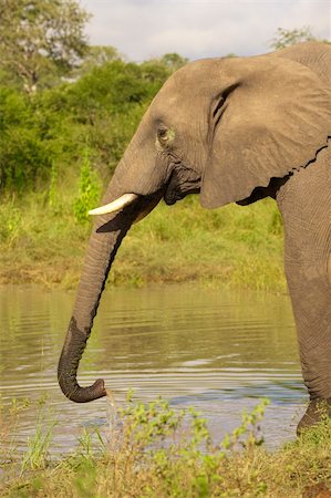 simsearch:400-04378395,k - Large elephant bull drinking water in the nature reserve in South Africa Stock Photo - Budget Royalty-Free & Subscription, Code: 400-04295800