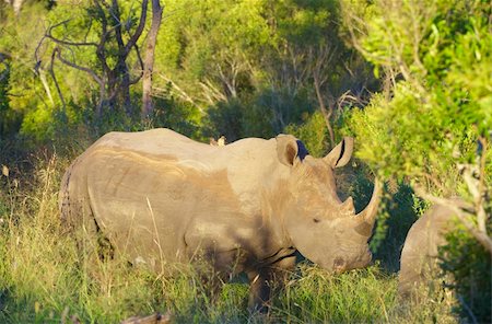 simsearch:400-04378395,k - Large white (square-lipped) rhinoceros (Ceratotherium simum) bull eating in the nature reserve in South Africa Stock Photo - Budget Royalty-Free & Subscription, Code: 400-04295802