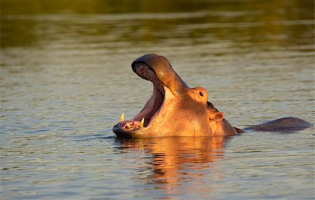 simsearch:400-03930149,k - Large hippopotamus (Hippopotamus amphibius) swimming in the nature reserve in South Africa Stock Photo - Budget Royalty-Free & Subscription, Code: 400-04295816