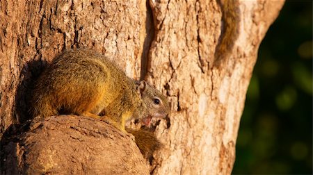 simsearch:400-05378767,k - One Tree squirrel (Paraxerus cepapi) in South Africa Foto de stock - Royalty-Free Super Valor e Assinatura, Número: 400-04295827