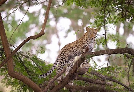 simsearch:400-04295912,k - Leopard (Panthera pardus) standing alert on the tree in nature reserve in South Africa Foto de stock - Super Valor sin royalties y Suscripción, Código: 400-04295834