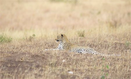 simsearch:400-04808529,k - Leopard (Panthera pardus) resting in savannah in nature reserve in South Africa Stockbilder - Microstock & Abonnement, Bildnummer: 400-04295835