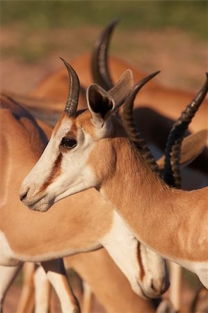 south africa game reserve antelope - Group of red impala (Aepyceros melampus) standing in the nature reserve in South Africa Stock Photo - Budget Royalty-Free & Subscription, Code: 400-04295838