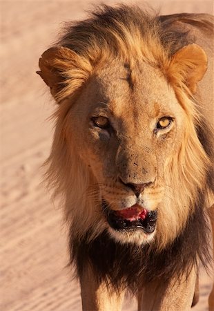 simsearch:400-04295844,k - Lion (panthera leo) walking in savannah in South Africa. Close-up of the head Fotografie stock - Microstock e Abbonamento, Codice: 400-04295844