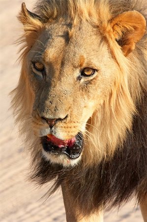 simsearch:400-04295844,k - Lion (panthera leo) walking in savannah in South Africa. Close-up of the head Fotografie stock - Microstock e Abbonamento, Codice: 400-04295845