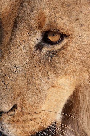 simsearch:400-04295847,k - Lion (panthera leo) close-up of the head Photographie de stock - Aubaine LD & Abonnement, Code: 400-04295847