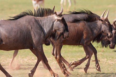 simsearch:400-04295850,k - Group of Blue wildebeest (Connochaetes taurinus) running in savannah in South Africa Photographie de stock - Aubaine LD & Abonnement, Code: 400-04295840