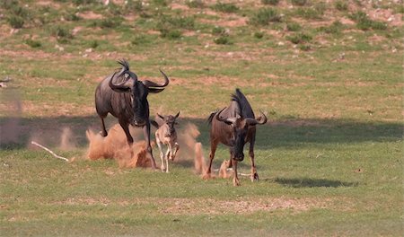 simsearch:400-04295850,k - Blue wildebeest (Connochaetes taurinus) mother and newborn baby being chased away in savannah in South Africa Photographie de stock - Aubaine LD & Abonnement, Code: 400-04295841