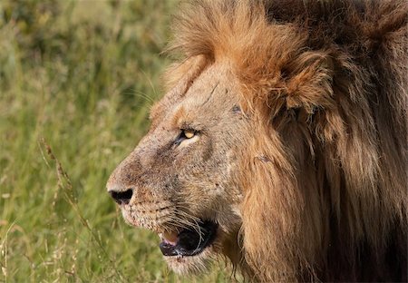 simsearch:400-04808529,k - Lion (panthera leo) walking in savannah in South Africa. Close-up of the head Stockbilder - Microstock & Abonnement, Bildnummer: 400-04295856