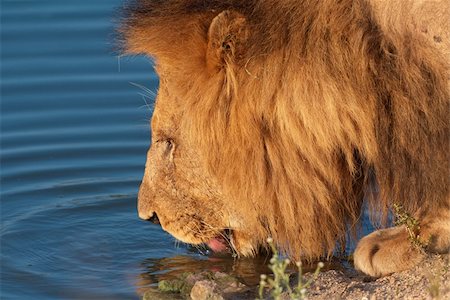 Close-up of lion (panthera leo) drinking water from the lake in South Africa Stock Photo - Budget Royalty-Free & Subscription, Code: 400-04295862