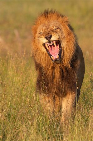 simsearch:400-07922590,k - Lion (panthera leo) looking very angry in savannah in South Africa Stockbilder - Microstock & Abonnement, Bildnummer: 400-04295863