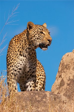 simsearch:400-04808529,k - Leopard (Panthera pardus) standing on the rock in savannah in nature reserve in South Africa Stockbilder - Microstock & Abonnement, Bildnummer: 400-04295884