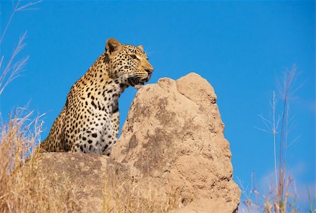 simsearch:400-04808529,k - Leopard (Panthera pardus) sitting on the rock in the wild in South Africa Stockbilder - Microstock & Abonnement, Bildnummer: 400-04295883