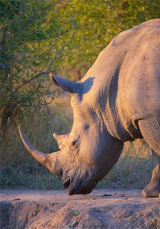 simsearch:400-03930149,k - Large white (square-lipped) rhinoceros (Ceratotherium simum) bull grazing in the nature reserve in South Africa Stock Photo - Budget Royalty-Free & Subscription, Code: 400-04295891