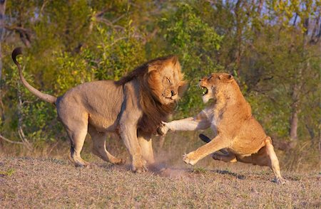 south africa and bushveld - Lion (panthera leo) and lioness fighting as part of mating ritual in bushveld, South Africa Stock Photo - Budget Royalty-Free & Subscription, Code: 400-04295893