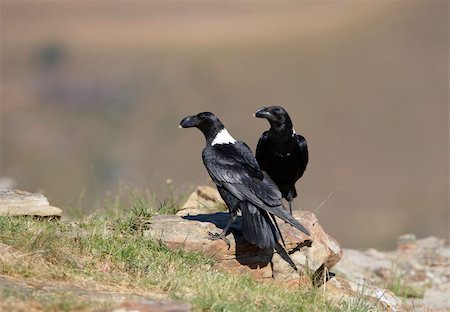 simsearch:400-04807198,k - White-necked Ravens (Corvus albicollis) sitiing on a rock in South Africa Stock Photo - Budget Royalty-Free & Subscription, Code: 400-04295931