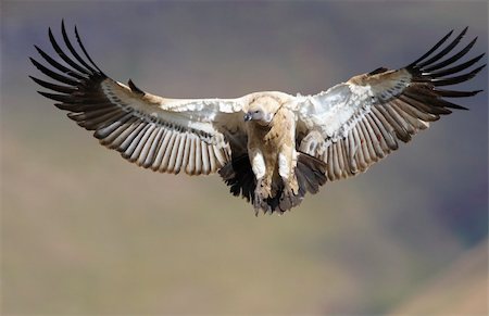 simsearch:400-04807198,k - The Cape Griffon or Cape Vulture (Gyps coprotheres) flying in South Africa. It is an Old World vulture in the Accipitridae family Stock Photo - Budget Royalty-Free & Subscription, Code: 400-04295978