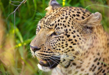 simsearch:400-04808529,k - Leopard (Panthera pardus) resting in savanna in nature reserve in South Africa Stockbilder - Microstock & Abonnement, Bildnummer: 400-04295986