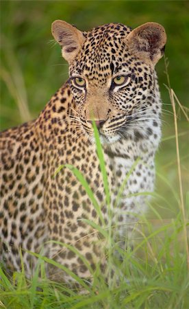 simsearch:400-04295912,k - Leopard (Panthera pardus) resting in savanna in nature reserve in South Africa Foto de stock - Super Valor sin royalties y Suscripción, Código: 400-04295989