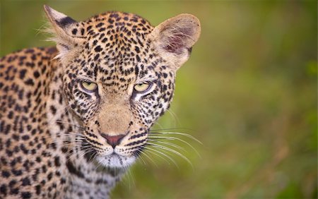 simsearch:400-04295912,k - Leopard (Panthera pardus) standing in savanna in nature reserve in South Africa Foto de stock - Super Valor sin royalties y Suscripción, Código: 400-04295982