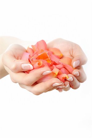 simsearch:400-06061806,k - Beautiful hand with perfect french manicure on treated nails holding rose flower petals. isolated on white background Stock Photo - Budget Royalty-Free & Subscription, Code: 400-04296011