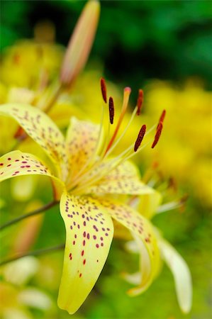 simsearch:400-04806771,k - Beautiful yellow lilly flower outdoors. blurred background Stockbilder - Microstock & Abonnement, Bildnummer: 400-04296055