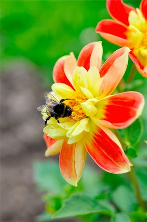 simsearch:400-04067084,k - Little bee on beautiful red and yellow flower outdoors in the garden Stock Photo - Budget Royalty-Free & Subscription, Code: 400-04296056