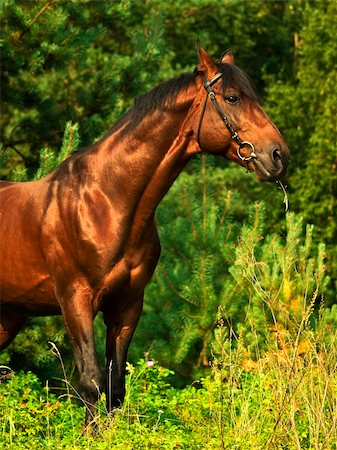 beautiful bay horse outdoor sunny day Foto de stock - Super Valor sin royalties y Suscripción, Código: 400-04296084