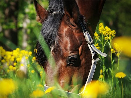 grazing bay horse outdoor sunny day Foto de stock - Super Valor sin royalties y Suscripción, Código: 400-04296083