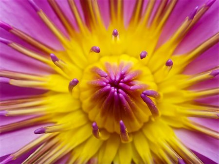 simsearch:400-04374256,k - close up of pink lotus (Waterlily) Stock Photo - Budget Royalty-Free & Subscription, Code: 400-04296104