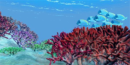 simsearch:400-04624755,k - A school of iridescent Blue Tango fish swim over brightly colored red coral beds on an ocean reef. Fotografie stock - Microstock e Abbonamento, Codice: 400-04296353