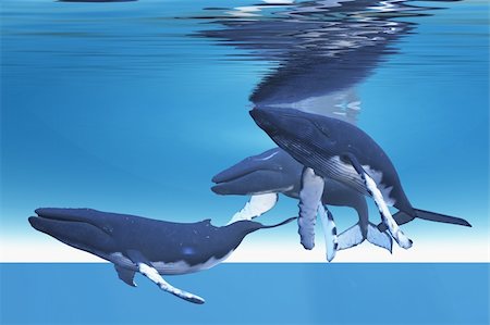 pictures of humpback whales underwater - Three Humpback whales rest near the ocean surface. Foto de stock - Super Valor sin royalties y Suscripción, Código: 400-04296366