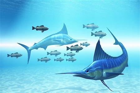 simsearch:400-04624755,k - Two blue marlins circle a school of fish in ocean waters. Fotografie stock - Microstock e Abbonamento, Codice: 400-04296360