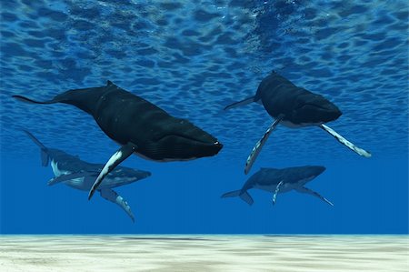 simsearch:400-04703193,k - A group of Humpback whales swim in ocean shallows. Stock Photo - Budget Royalty-Free & Subscription, Code: 400-04296373