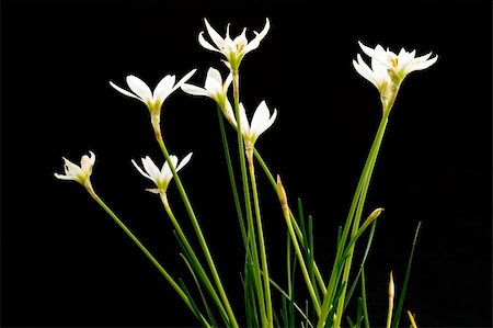 simsearch:400-05182383,k - beautiful white flower on a black background Photographie de stock - Aubaine LD & Abonnement, Code: 400-04296535