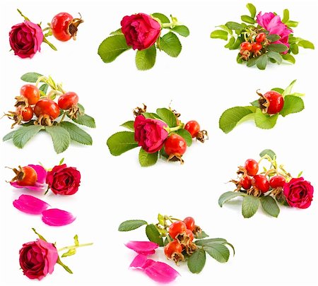 rosa canina - collage of fruit and flowers rose-hip on a white background Stock Photo - Budget Royalty-Free & Subscription, Code: 400-04296541