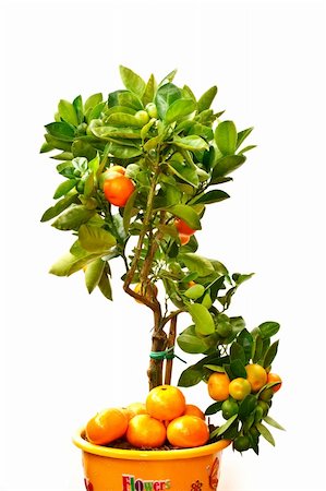 indoor tangerine tree isolated on white background Photographie de stock - Aubaine LD & Abonnement, Code: 400-04296587