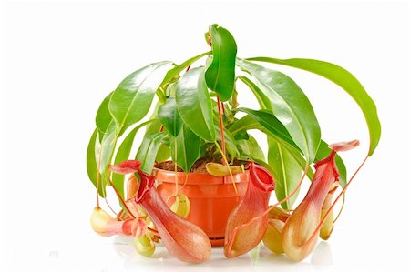 pitcher and catcher - nepenthes coccinea in a flowerpot isolated on a white background Stock Photo - Budget Royalty-Free & Subscription, Code: 400-04296588