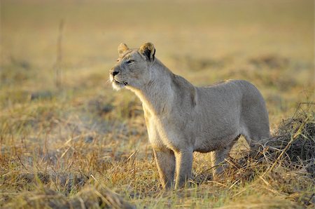 simsearch:400-04276028,k - A lioness with new-born antelope prey. The lioness goes on savanna and bears the killed kid of an antelope. A yellow grass. The morning sun. Stockbilder - Microstock & Abonnement, Bildnummer: 400-04296799
