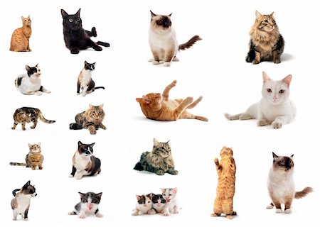 simsearch:400-06857345,k - group of cat in front of a white background Photographie de stock - Aubaine LD & Abonnement, Code: 400-04296905