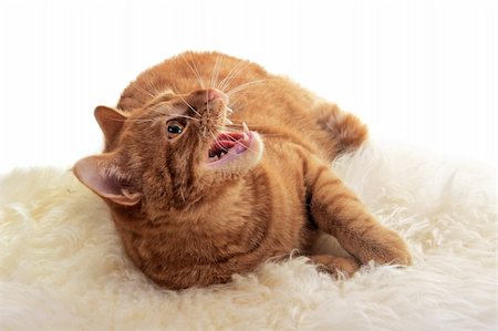 fauchen - very Angry cat isolated on white background Stockbilder - Microstock & Abonnement, Bildnummer: 400-04296902