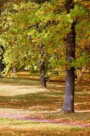simsearch:400-07255480,k - autumn in the forest with golden leaves on trees Stock Photo - Budget Royalty-Free & Subscription, Code: 400-04297116