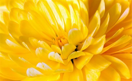 simsearch:400-05245245,k - Beautiful yellow chrysanthemum flower (autumn vivid background) Foto de stock - Super Valor sin royalties y Suscripción, Código: 400-04297473
