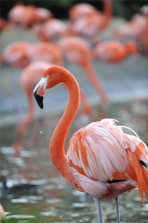 Portrait of a pink flamingo in a profile with drops. Stock Photo - Budget Royalty-Free & Subscription, Code: 400-04297529