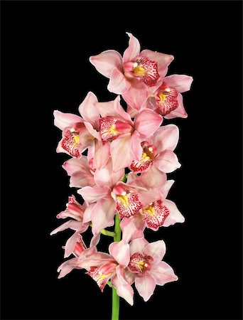 falena - Perfect pink orchid isolated on black background Fotografie stock - Microstock e Abbonamento, Codice: 400-04297600